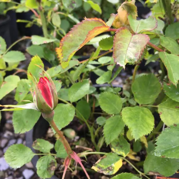 Campfire Shrub Rose - Trees & Shrubs - Image 4