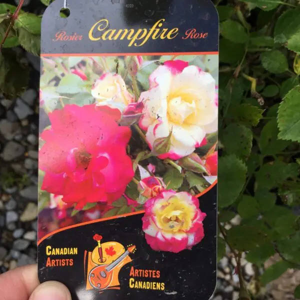 Campfire Shrub Rose - Trees & Shrubs - Image 5