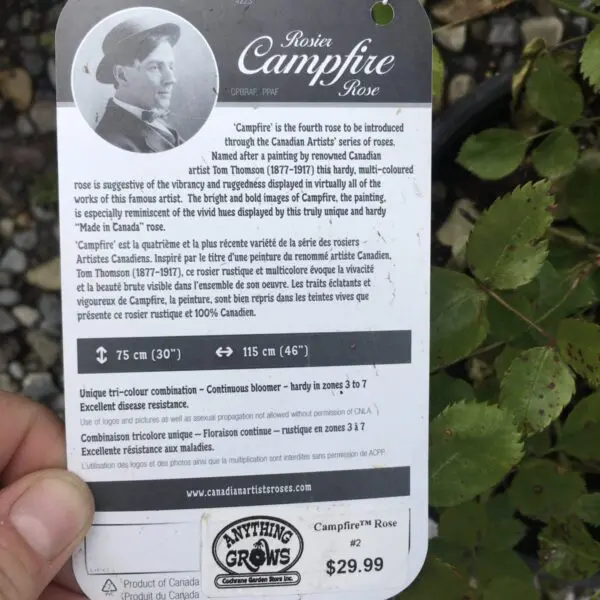 Campfire Shrub Rose - Trees & Shrubs - Image 2