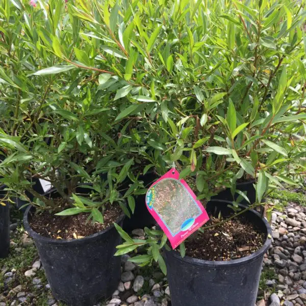 Pussy Willow - Trees & Shrubs - Image 2