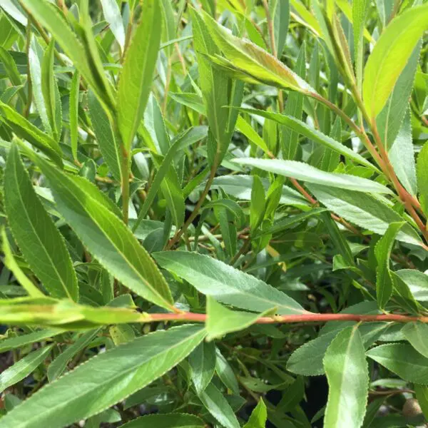 Pussy Willow - Trees & Shrubs