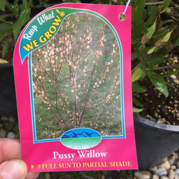 Pussy Willow - Trees & Shrubs - Image 4