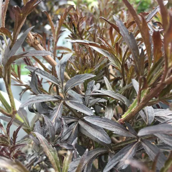Black Lace Elder - Trees & Shrubs
