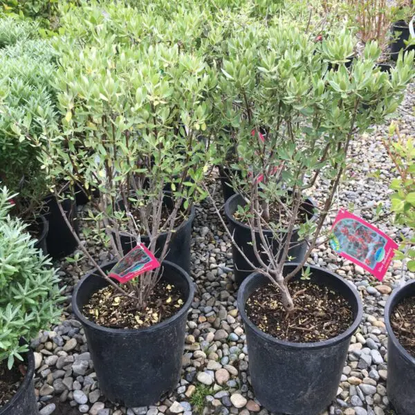 Silver Buffaloberry - Trees & Shrubs - Image 4