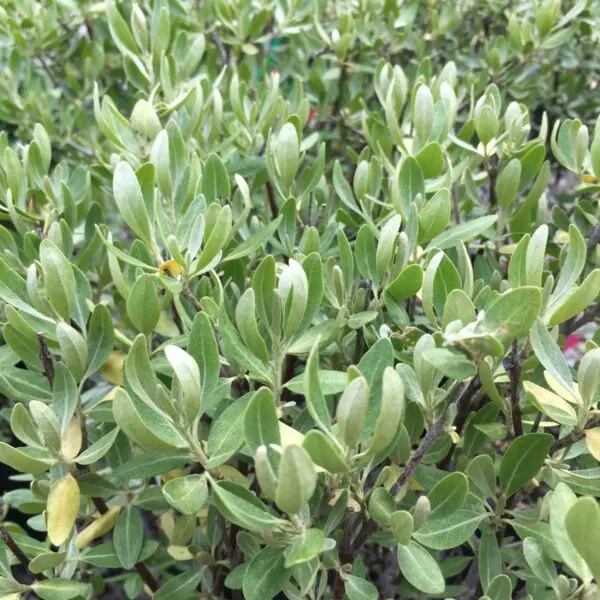 Silver Buffaloberry - Trees & Shrubs