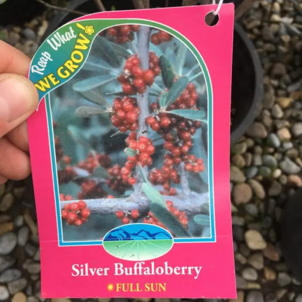 Silver Buffaloberry - Trees & Shrubs - Image 3
