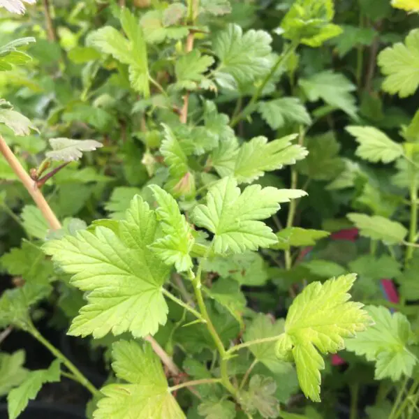 Pixwell Gooseberry - Trees & Shrubs
