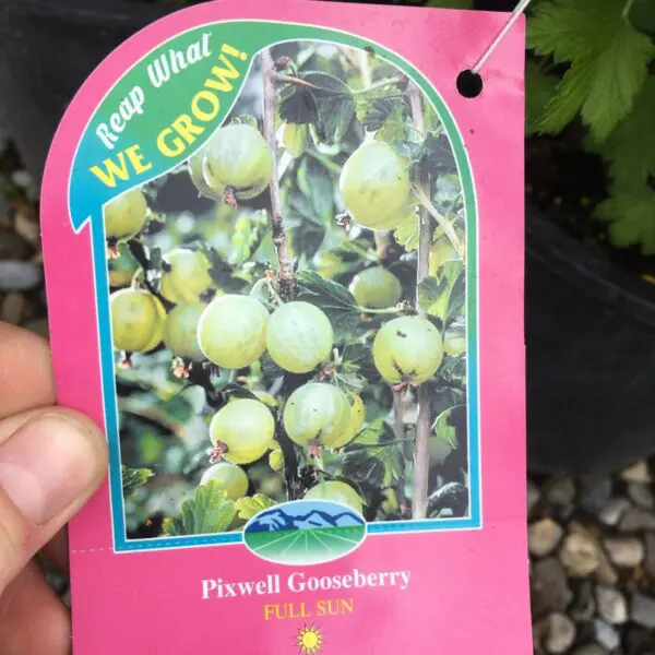 Pixwell Gooseberry - Trees & Shrubs - Image 3