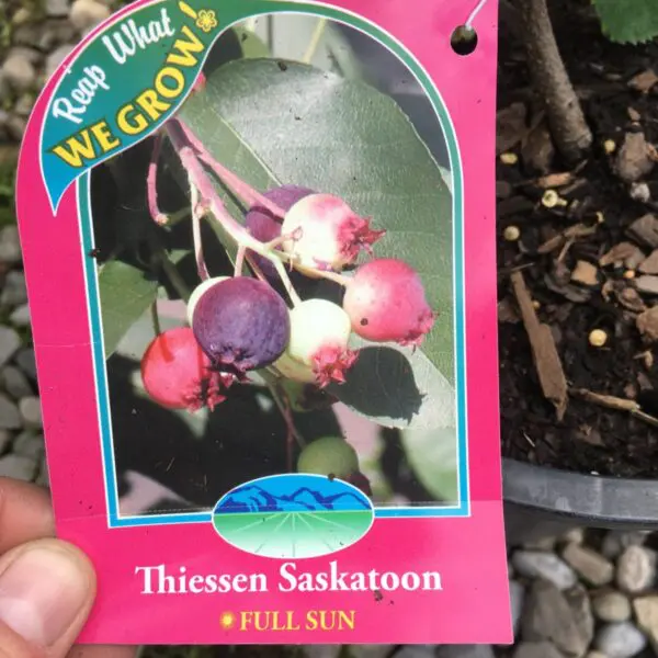 Thiessen Saskatoon - Trees & Shrubs