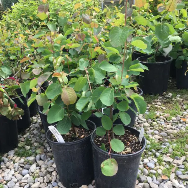 Martin Saskatoon - Trees & Shrubs - Image 3