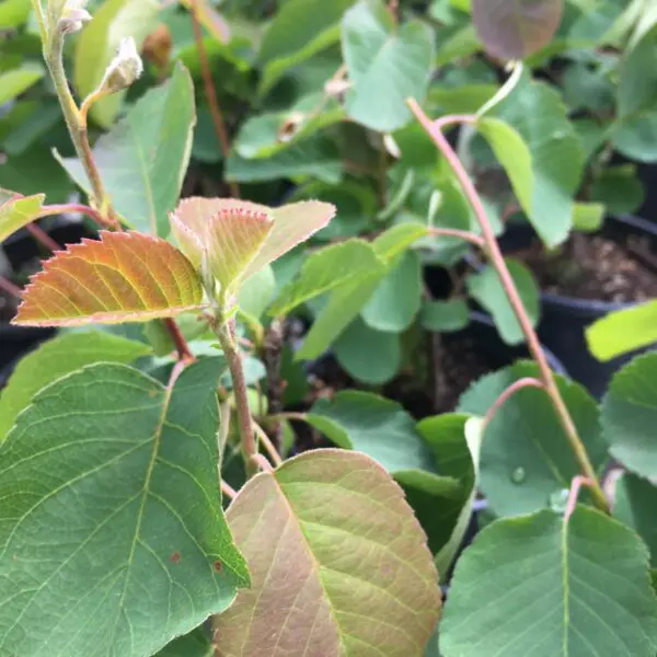 Martin Saskatoon - Trees & Shrubs - Image 4