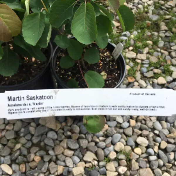 Martin Saskatoon - Trees & Shrubs - Image 2