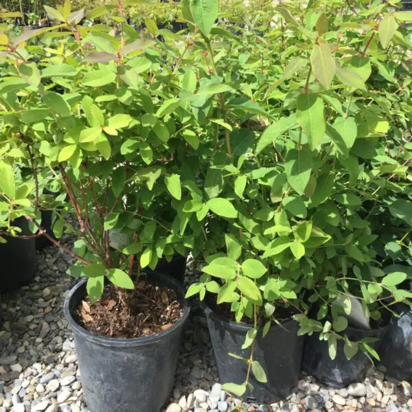 Indigo Gem Haskap Berry - Trees & Shrubs - Image 3
