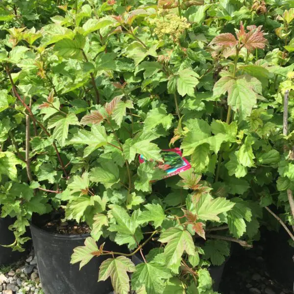 American Highbush Cranberry - Trees & Shrubs - Image 2
