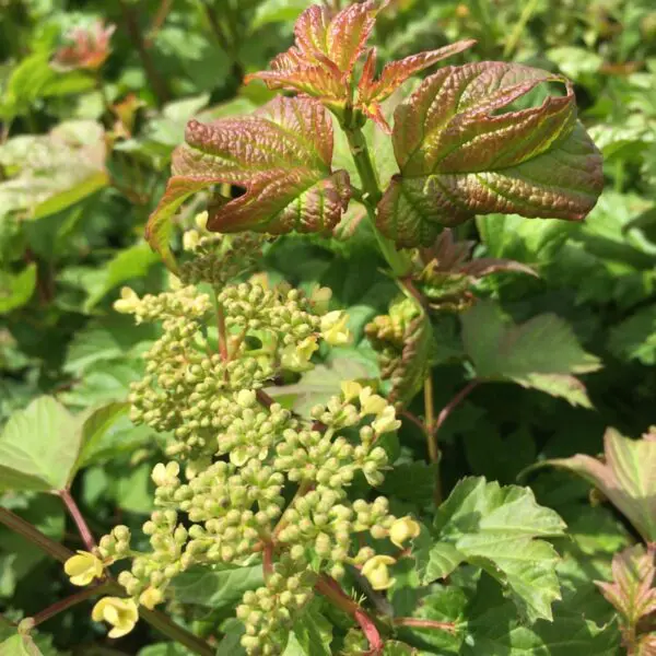 American Highbush Cranberry - Trees & Shrubs - Image 5
