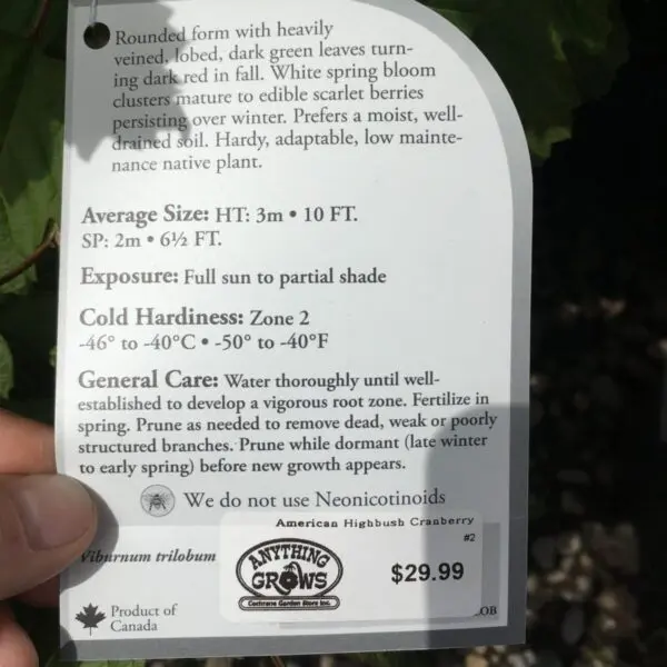 American Highbush Cranberry - Trees & Shrubs - Image 3