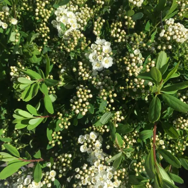 Snowmound Spirea - Trees & Shrubs - Image 5