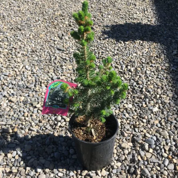 Colorado (Blue) Spruce - Trees & Shrubs - Image 2