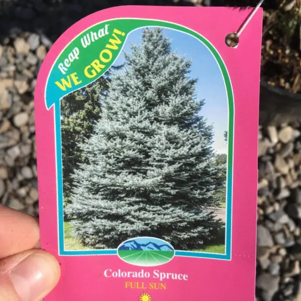 Colorado (Blue) Spruce - Trees & Shrubs - Image 4