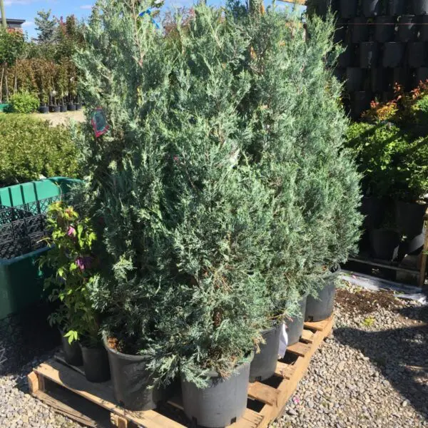Wichita Blue Juniper - Trees & Shrubs
