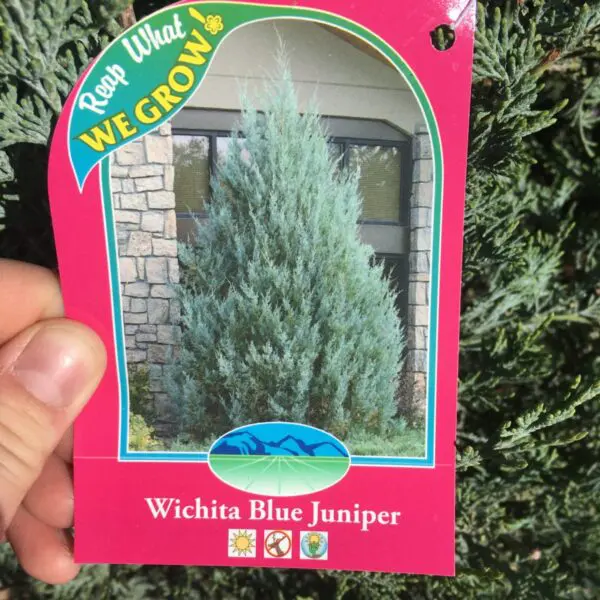 Wichita Blue Juniper - Trees & Shrubs - Image 3