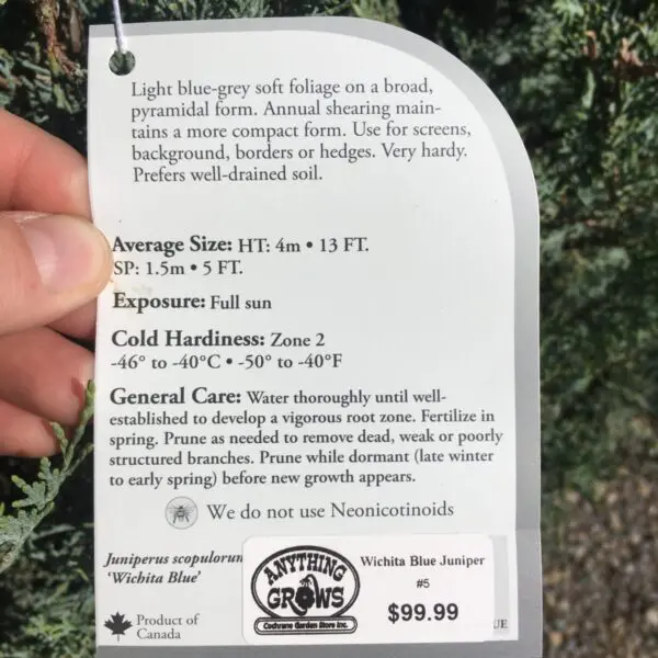Wichita Blue Juniper - Trees & Shrubs - Image 2