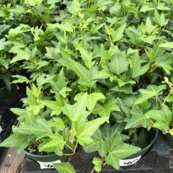 English Ivy (Green or Variegated) (Hedera Helix)