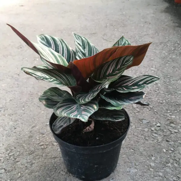 Calathea Ornata  (Pin Stripe Calathea) - Tropicals/Houseplants - Image 3