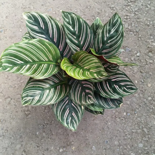 Calathea Ornata  (Pin Stripe Calathea) - Tropicals/Houseplants - Image 2
