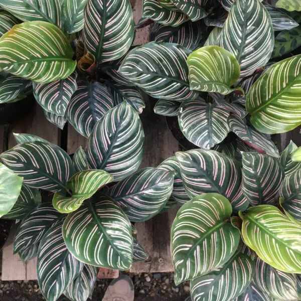 Calathea Ornata  (Pin Stripe Calathea) - Tropicals/Houseplants