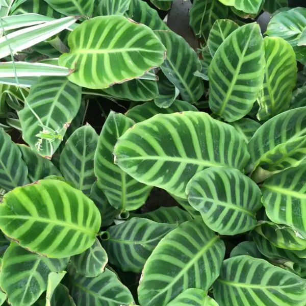 Calathea Zebrina - Tropicals/Houseplants