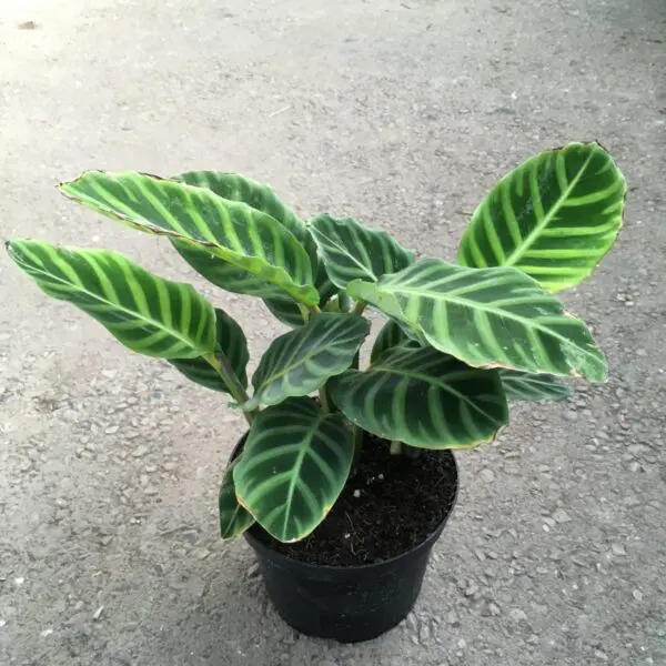 Calathea Zebrina - Tropicals/Houseplants - Image 3
