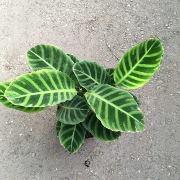 Calathea Zebrina - Tropicals/Houseplants - Image 2