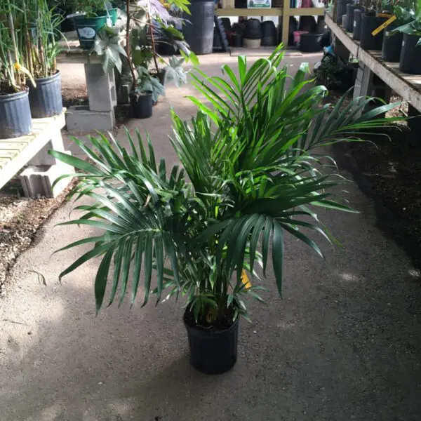 Palm Tree (Cataractarum) (10" pot) - Tropicals/Houseplants