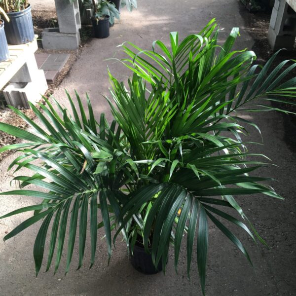 Palm Tree (Cataractarum) (10" pot) - Tropicals/Houseplants - Image 2