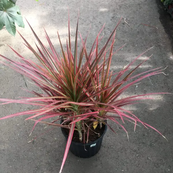 Dracaena (Colorama) (10" Pot) - Tropicals/Houseplants - Image 2