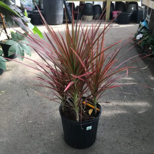 Dracaena (Colorama) (10" Pot) - Tropicals/Houseplants
