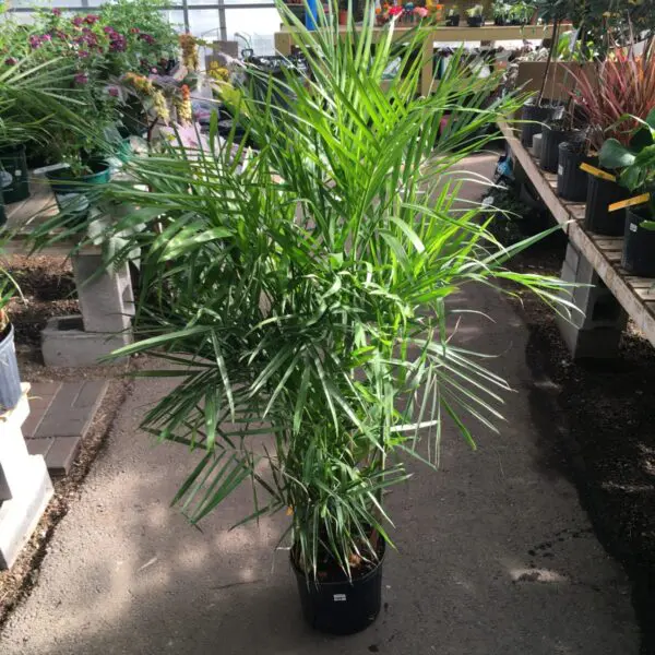 Bamboo Palm(Chamaedorea Seifrizii) (10" pot) - Tropicals/Houseplants