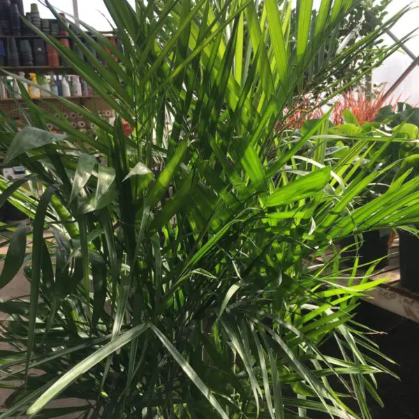 Bamboo Palm(Chamaedorea Seifrizii) (10" pot) - Tropicals/Houseplants - Image 2