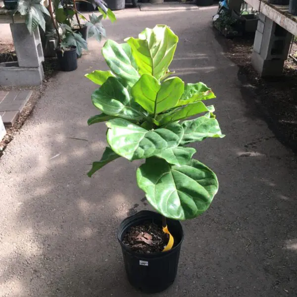 Fiddle Leaf Fig (Ficus Lyrata) (Various Sizes) - Tropicals/Houseplants - Image 3