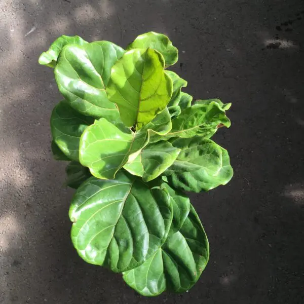 Fiddle Leaf Fig (Ficus Lyrata) (Various Sizes) - Tropicals/Houseplants - Image 2