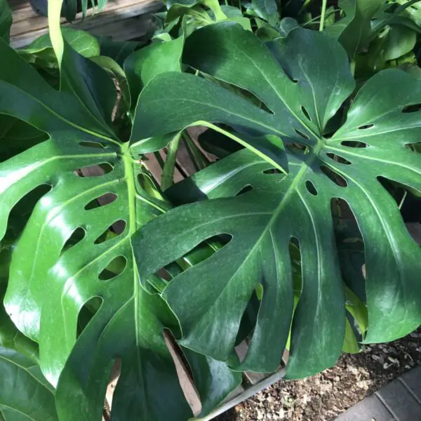 Monstera Deliciosa (Swiss Cheese Plant)