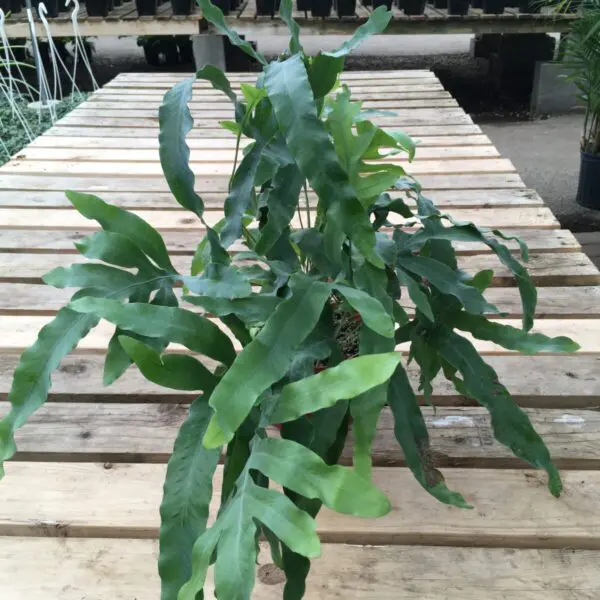 Blue Star Fern (Phlebodium Aureum) - Tropicals & Houseplants