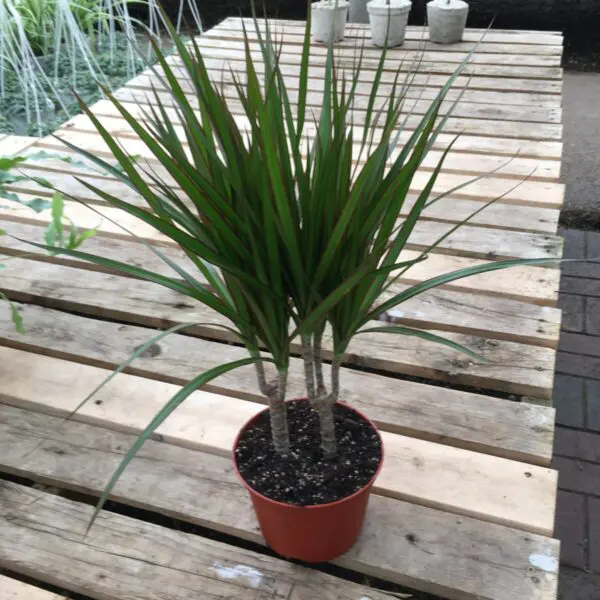 Dragon Tree 'Marginata' Bicolor (Dracaena Marginata) - Tropicals & Houseplants