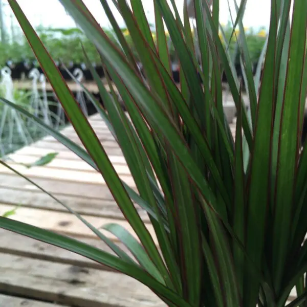 Dragon Tree 'Marginata' Bicolor (Dracaena Marginata) - Tropicals & Houseplants - Image 2
