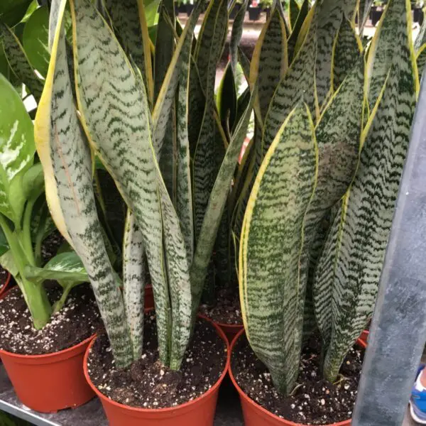 Moonshine Snake Plant (Sansevieria 'Moonshine') (Various Sizes) -  Tropicals/Houseplants - Image 9