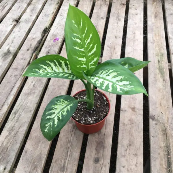 Dieffenbachia 'Snow' - Image 4