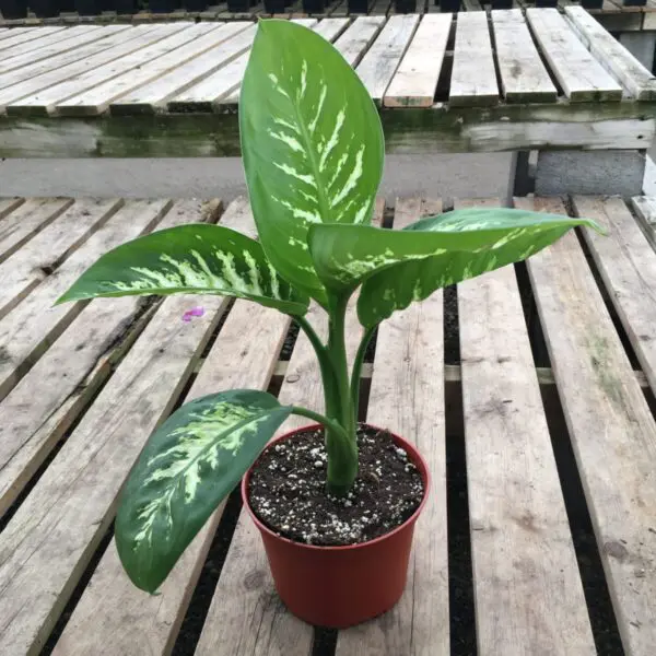 Dieffenbachia 'Snow' - Image 3