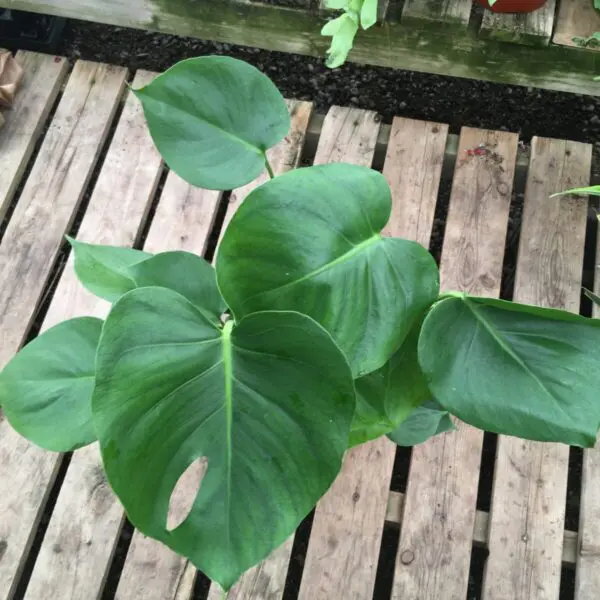 Monstera Deliciosa (Swiss Cheese Plant) - Image 9