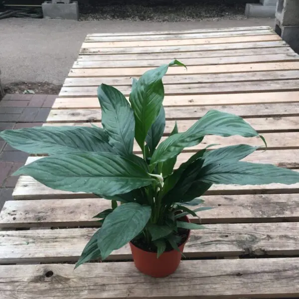 Peace Lily (Spathiphyllum) (Various Sizes) - Tropicals/Houseplants - Image 13